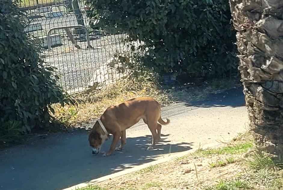 Alerte Découverte Chien Inconnu Saint-Cyprien France
