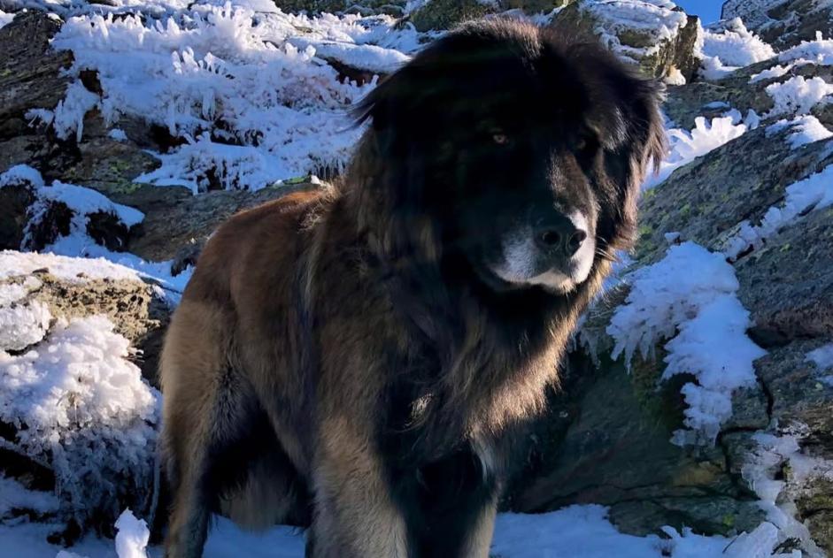 Alerte Disparition Chien Mâle , 4 ans Argelès-sur-Mer France Alerte Disparition Chien Mâle , 4 ans Argelès-sur-Mer France