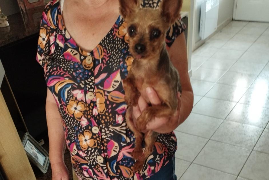Avviso Ritrovamento Cane Femmina Saint-André Francia Avviso Ritrovamento Cane Femmina Saint-André Francia