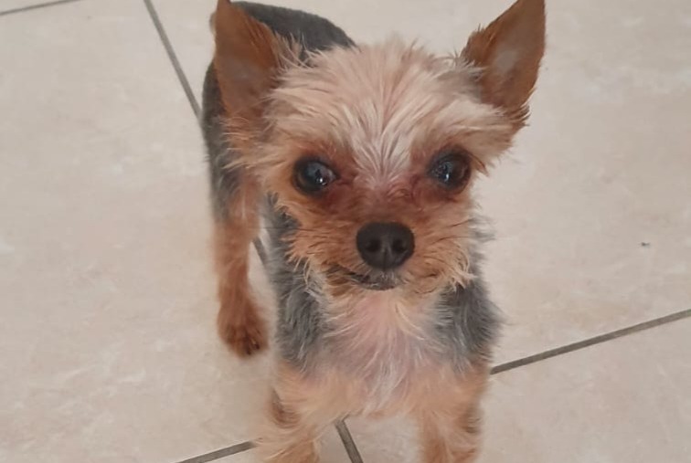 Avviso scomparsa Cane Maschio , 11 anni Saint-Paul-de-Fenouillet Francia Avviso scomparsa Cane Maschio , 11 anni Saint-Paul-de-Fenouillet Francia