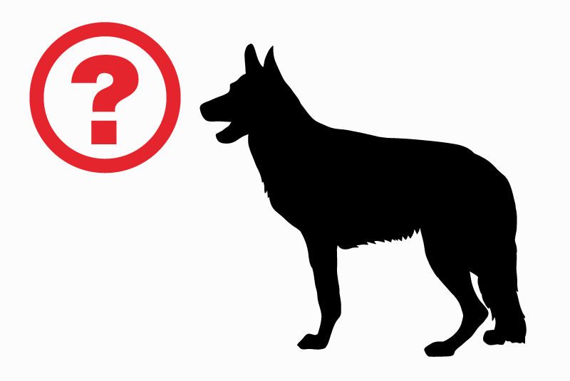 Alerte Disparition Chien  Femelle , 6 ans Néfiach France